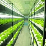 Agriculture LED lighting
